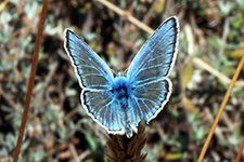 Polyommatus thersites